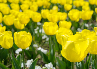 Blurred a lot of yellow tulips in a meadow in the park. Large the opened buds. Yellow flowers. Blurred bokeh basic background for design