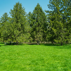 Bright meadow in a park with pine trees