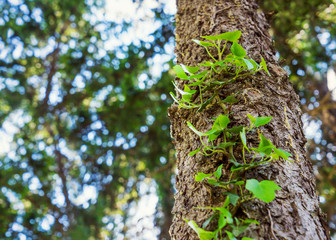 Tree trunk with ivy curling on it close-up. Thick tree bark. The tree on the forest background