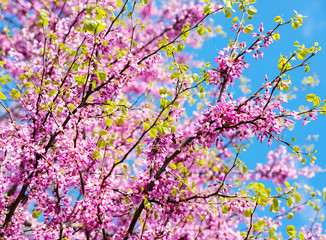Blooming sprig of acacia (Cercis) against the blue sky closeup. Bright purple flowers
