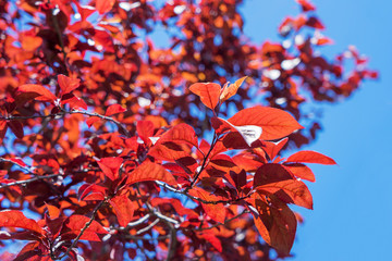 A tree with leaves of red and purple color on a background of blue sky close-up