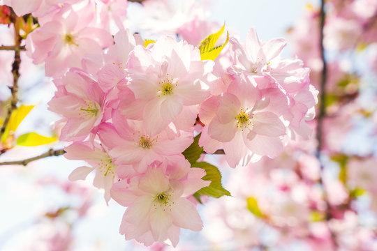 Flowers blown cherry closeup © marina_larina