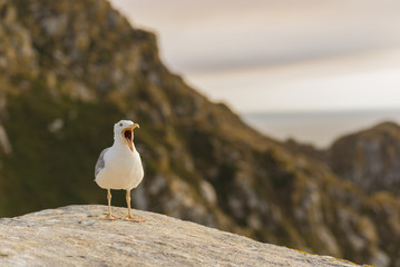 Obraz premium Gaviota al atardecer en Islas Cies (Pontevedra, España).