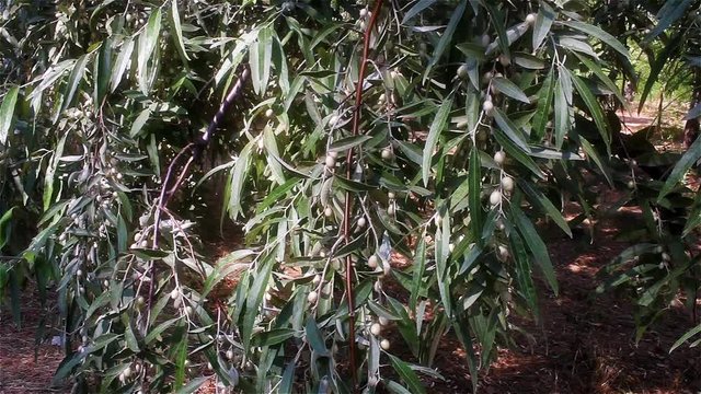 berries of wild olive branches swaying in the wind