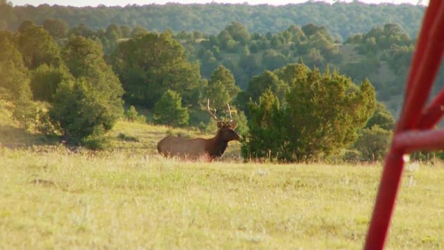 Elk walks behind hill