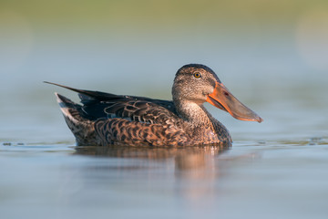 Northern shoveler (Anas clypeata)