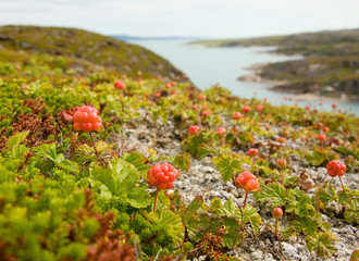 cloudberries on the beach