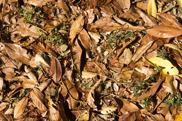 texture foglie secche-Exposure