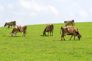 Meadow with cows in Bavaria, Germany.