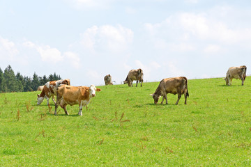 Naklejka na ściany i meble Meadow with cows in Bavaria, Germany.