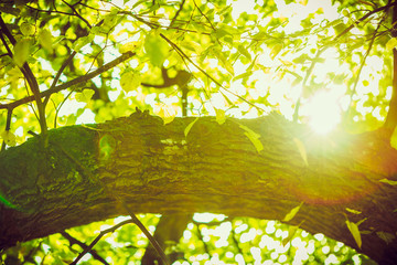 Autumnal branches in sun.