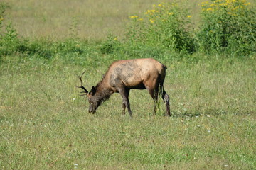 Naklejka na ściany i meble Elk Grazing in a Field