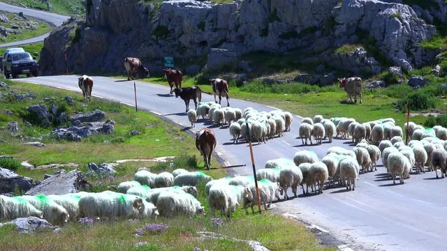 France, Pyr&eacute;n&eacute;es-Atlantiques, Flock of Sheep and cows on a road in the mountains.