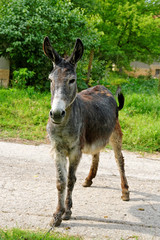 Donkey in a village on a sunny day.