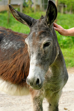 Donkey in a village on a sunny day.