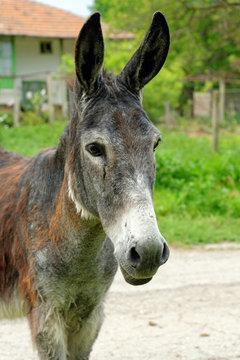 Donkey in a village on a sunny day.