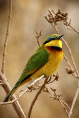 Bee-Eater, Tanzania