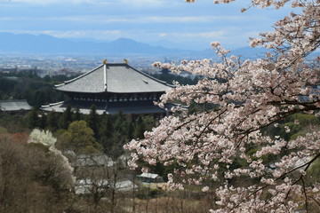 Fototapeta premium 奈良の春