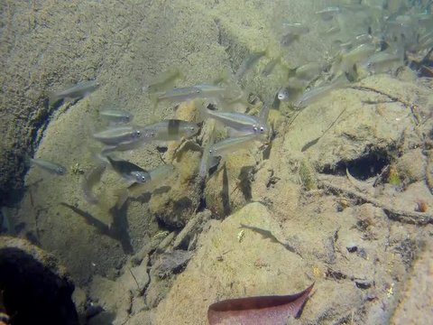 shoal of fish in mountain stream