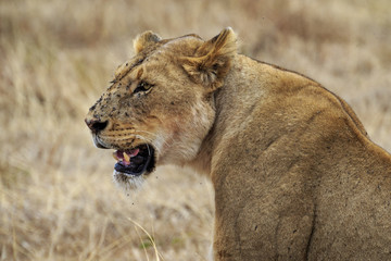 Lioness
