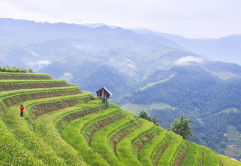Fototapeta premium Terraced rice field in rice season in Sapa, Vietnam