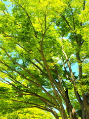 Obraz premium 夏の欅