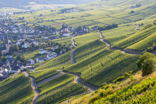 German wine fields at the moezel river.