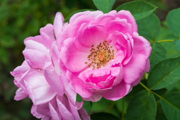 Obraz premium Kwiat róży damasceńskiej