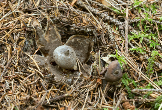 Beaked earthstar, Geastrum pectinatum growing on old anthill