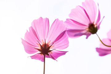 コスモス