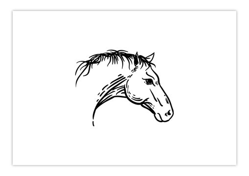 Head Horse Drawing Style