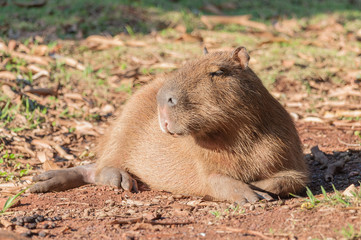 Capybara sunbathing