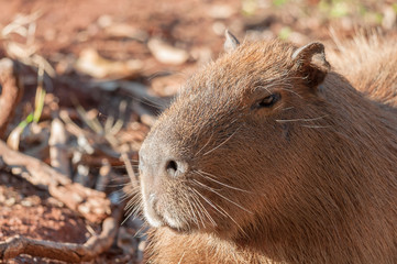Close on a capybara. Close on the muzzle and his facial hair