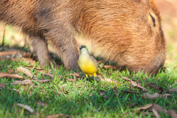 Bem Te Vi bird in front of a capybara that is feeding of grass. They seem friendly.
