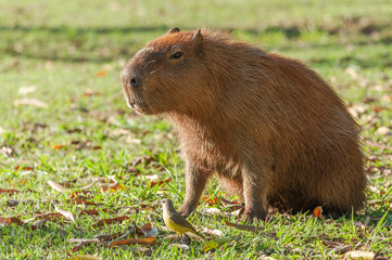 Bem Te Vi bird in front of a capybara which is sitting on the grass. They seem friendly.