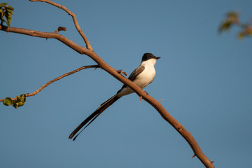 Tesourinha bird landed on a branch. This bird has a tail that looks like a pair of scissors when open.