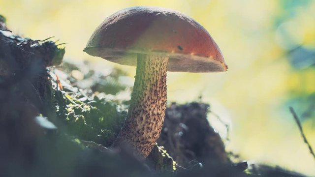 Forest mushroom Boletus. Mushroom with a red hat.