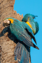 Two blue macaws tied in coconut tree trunk. Blue sky background.
