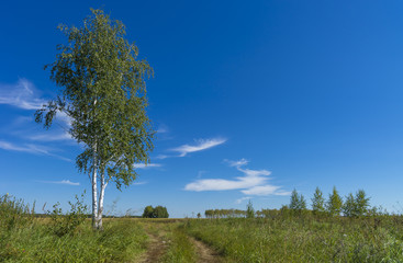 Obraz premium Agricultural green field and rural road in the summer, landscape