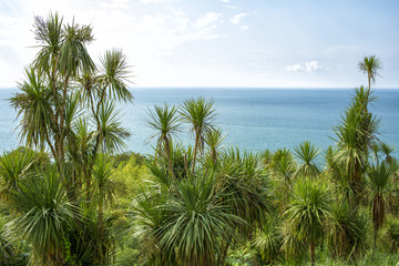 Fototapeta premium Botanical garden in Batumi