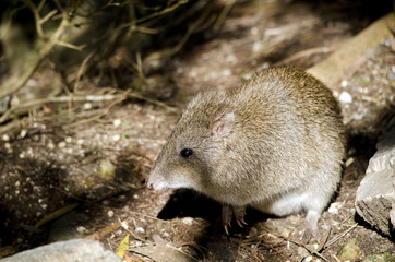 potoroo