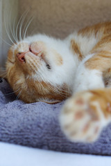 眠る茶猫