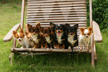 Chihuahua smiley group
