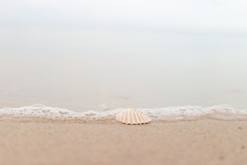 Shell,The beach,sea,Samila beach in Songkhla, Thailand