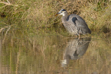 Great blue heron