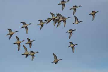 Pintails in Flight
