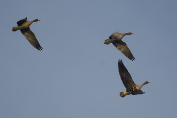 Specklebelly Geese