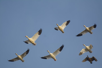 Snow Geese