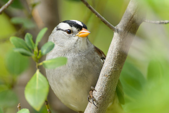 White Crowned Sarrow