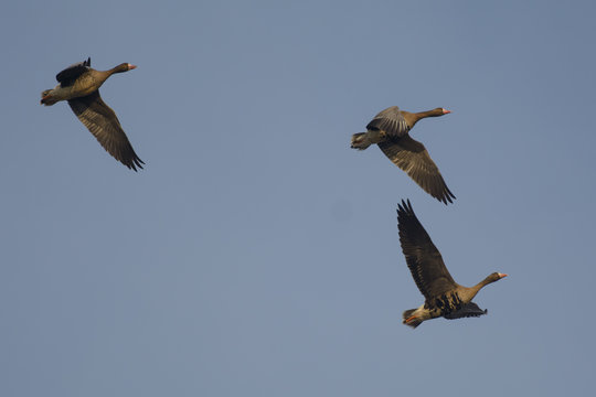 Specklebelly Geese